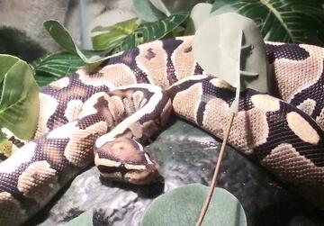Nagini, my Ball Python.