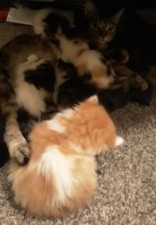 Our "sweet" foster family- all named after candy!