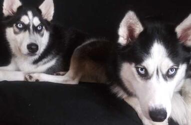 My pups, Vinny and Jennsa.